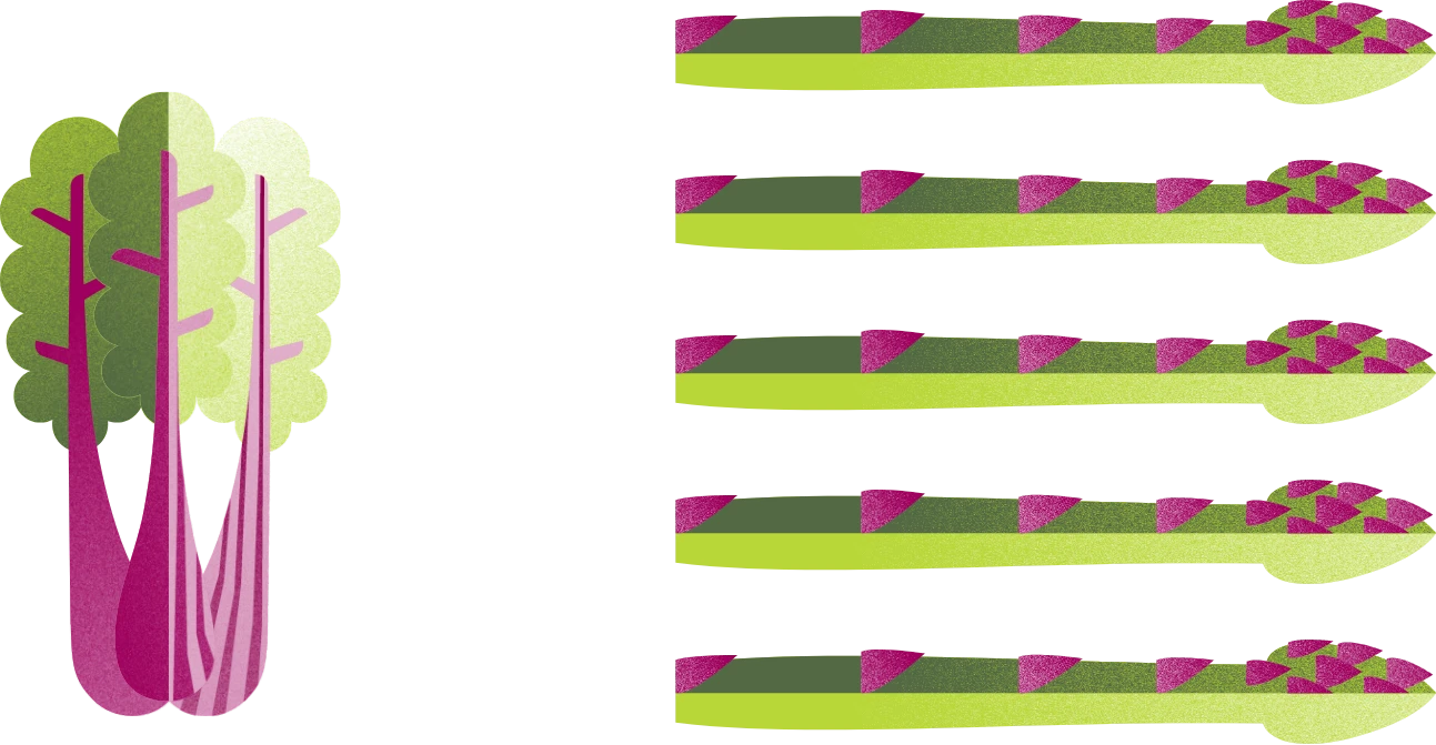 franz-schmitt-leistungen-spargel-mangold